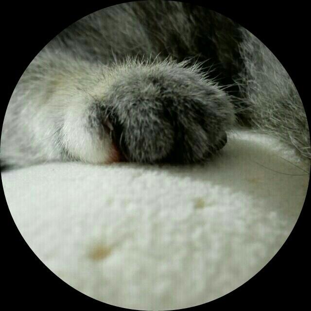 springccy