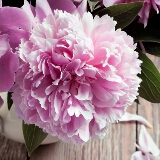 微笑感染唇角的无奈