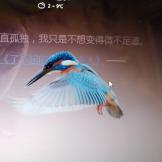 中原一点红
