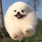 龙******