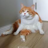 我与狸奴不出门