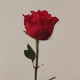 执着