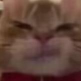 zyj