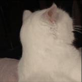 M******