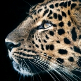 我说没课你说爱