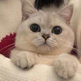 孙大仙