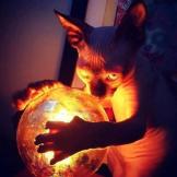 不屈服的猫
