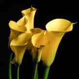 白果树上摘白果