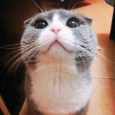安安