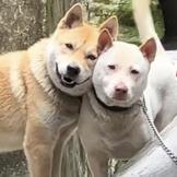 苦行僧