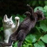 天下多是忘恩负义枸