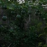 百香果