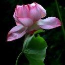 lilanxi19默默地哪e