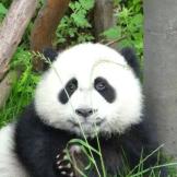 乐******