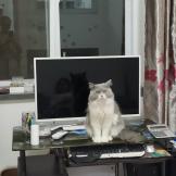 牛头